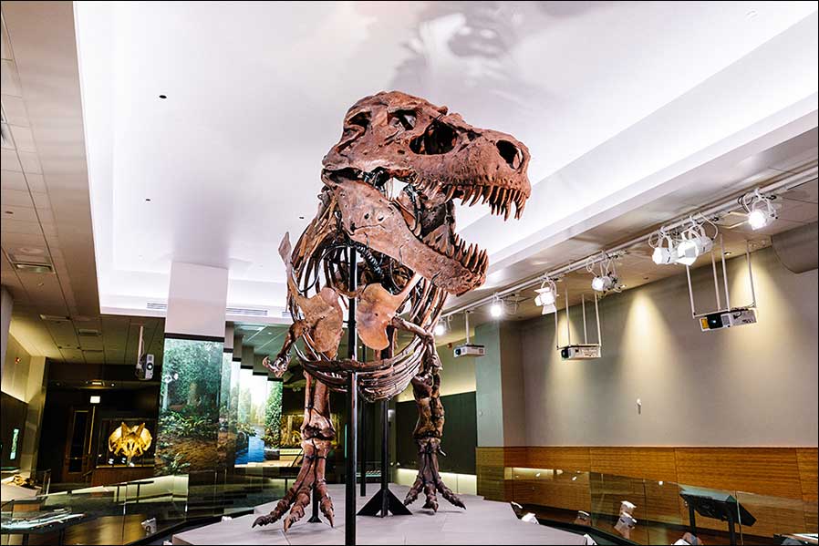 Sue the T-Rex im Chicago FieldMuseum